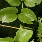 Clematis dioica Leaf