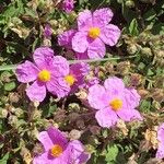 Cistus creticus Blüte
