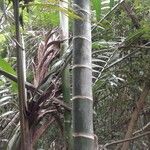 Dypsis lanceolata Bark