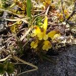 Pedicularis oederi Цвят