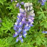 Lupinus polyphyllusফুল