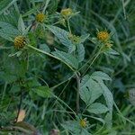 Bidens vulgata Annet