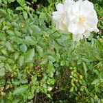 Rosa sempervirens ശീലം