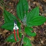 Miconia centrodesma Habitat