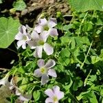 Oxalis incarnata Flor