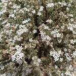 Frankenia corymbosa Flor