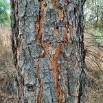 Pinus attenuata 树皮