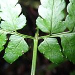 Dryopteris manniana