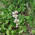 Pyrola asarifolia Habit