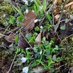 Oxalis acetosella Habit