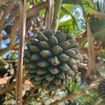 Pandanus tectorius Frukt