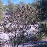 Rhus coriaria Hábito