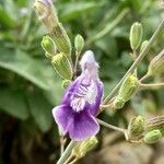 Salvia candelabrum फूल