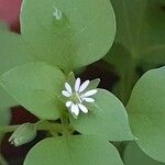 Stellaria mediaFlor