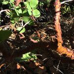 Arctostaphylos patula Bark