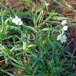 Viola arvensis Habitus