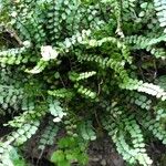 Asplenium trichomanesBlad