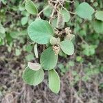 Cordia monoica পাতা