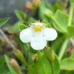Vandellia diffusa Blüte