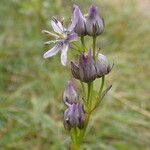 Swertia perennis Flower