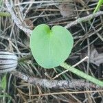 Arisarum simorrhinum Blad