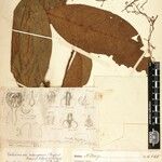 Beilschmiedia ndongensis Otro