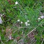 Stenaria nigricans Fleur