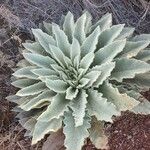 Verbascum sinaiticum Blatt