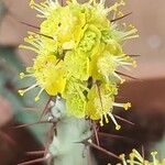 Euphorbia aeruginosa Blüte