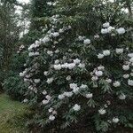 Rhododendron morii Habitus