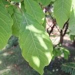 Neoshirakia japonica Leaf
