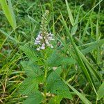 Teucrium canadense 花