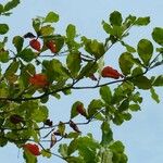 Terminalia catappa Leaf