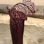 Sarracenia leucophylla 葉