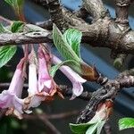 Viburnum × bodnantense Lapas