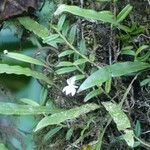 Angraecum ramosum Habitus