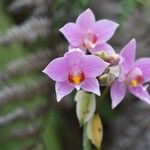 Spathoglottis unguiculata Flower