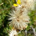 Haplopappus glutinosus Fruit