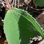 Triumfetta semitriloba Hoja
