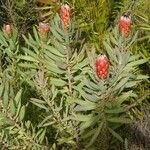 Protea caffra Flower