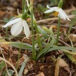 Acis fabrei Habit