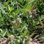Nonea vesicaria Hoja