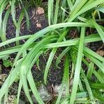 Hemerocallis fulvaFuelha