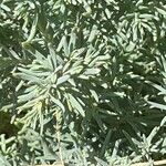 Suaeda maritima Likasa