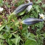 Gentiana angustifolia Habitus