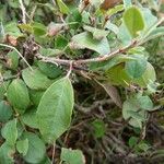 Cotoneaster integerrimus পাতা