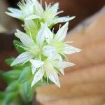 Sedum moranense Flower