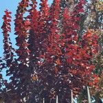 Prunus cerasifera List