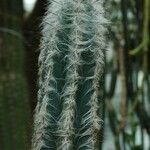 Pilosocereus leucocephalus Habit