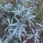 Lupinus argenteus Levél